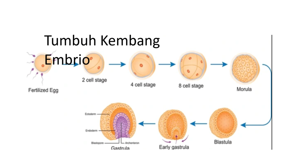 Tumbuh Kembang Janin Hingga Kelahiran