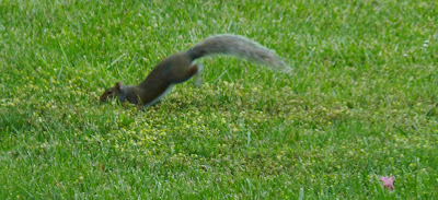 squirrel running off