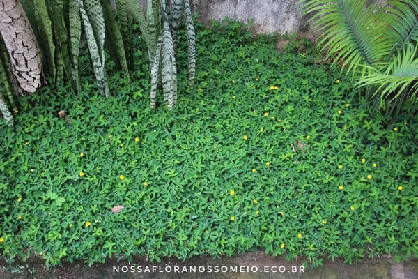 grama-amendoim-fazendo-a-forraçao-junto-a-outras-plantas