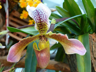 Paphiopedilum leeanum x Paphiopedilum hirsutissimum