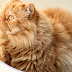 The Most Affectionate Cat Breeds: Feline Companions that Warm Your Heart