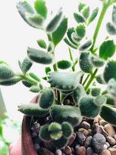 Bear Paw succulent care tips including water, light, soil, fertilizer, and pests!