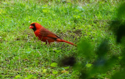 male cardinal