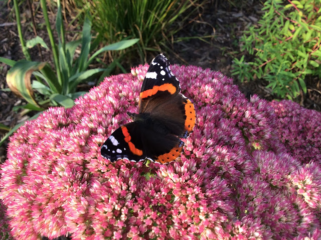 Vlinderplant Hylotelephium 'Herbstfreude' met atalanta