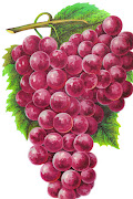 Free Clip Art of Fruit : Vintage Graphic of Purple Grape Bunch and Leaves, . (brightongrapes)