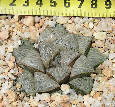 Haworthia splendens X ginsekai