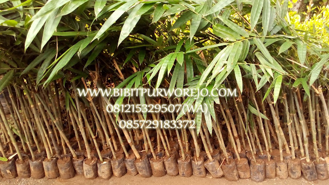 Jual bibit bambu, bibit bambu, bibit purworejo, jual bibit bambu petung, jual bibit bambu petung kultur, bibit bambu petung kultur jaringan, bibit bambu, jual bibit bambu, bambu petung, panen bambu petung, fungsi bambu petung, bambu terbesar, jual bibit bambu petung murah, jual bibit bambu petung unggul, bibit bambu stek, stek bambu petung, cara stek bambu petung, budidaya bambu petung, harga bambu petung, harga bibit bambu petung, jual bibit bambu petung murah, jual bibit bambu petung unggul, jual bibit bambu petung kultur jaringan, jual bibit bambu petung stek siap tanam, harga bibit bambu petung kultur jaringan, harga bibit bambu petung stek batang, cara buat bibit bambu petung, cara tanam bambu petung , jarak tanam bibit bambu petung, usia bambu petung, bambu petung super.