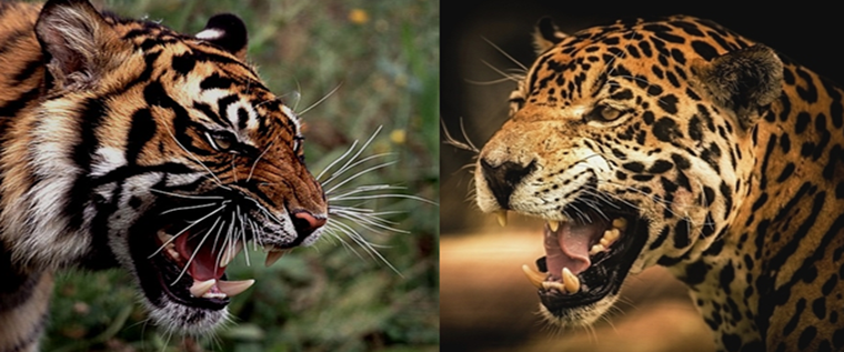 Evolución paralela. El tigre Panthera tigris a la izquierda, el jaguar Panthera onca a la derecha.