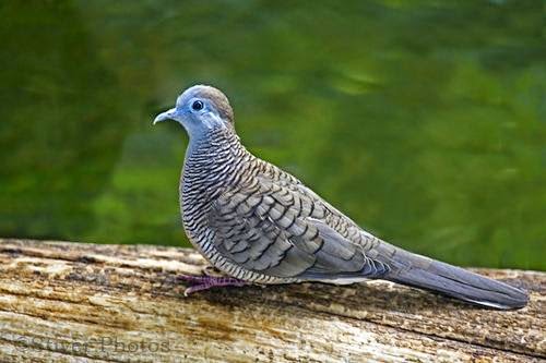 Gambar Burung Perkutut