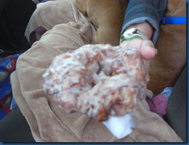 Apple Fritter