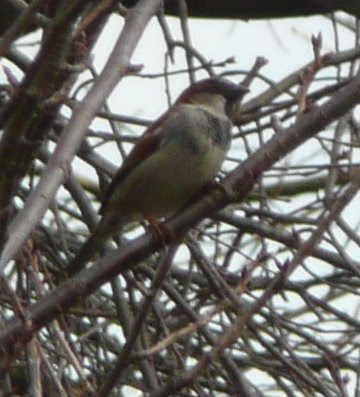 male house sparrow