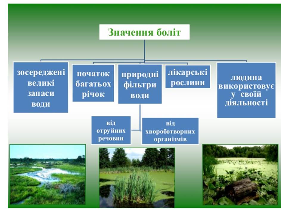 Какие организмы составляют болото. Типи да болота. Найдите площадь болота отмеченного на плане. Как найти площадь болота. Типы болот и их характеристика.