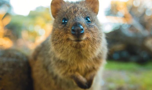 Quokka selfie