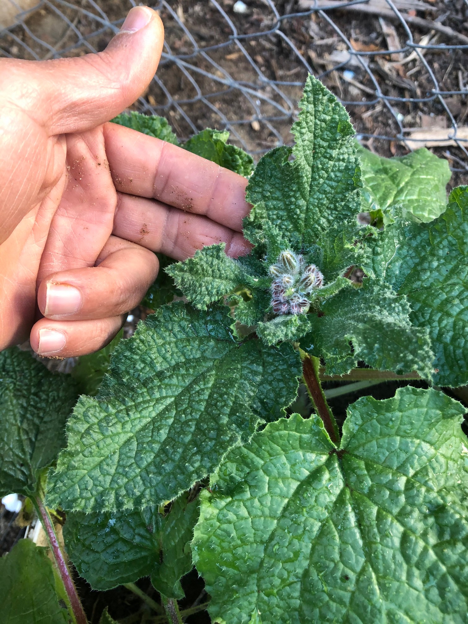 The leaves and stems of the borage plant are covered with small bristle-like hairs. The leaves are ovate in shape and range in length from 2 to 6 inches in length, with larger leaves towards the bottom of the plants.