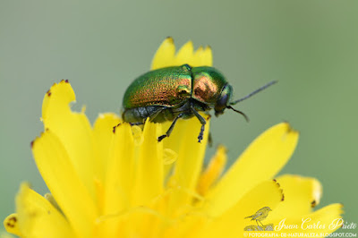 Cryptocephalus Sericeus (fotografia-de-naturaleza.blogspot.com)