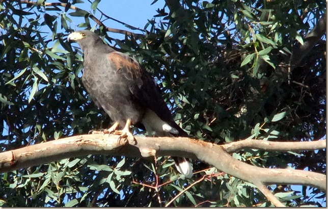 Harris Hawk  12-26-2011 9-03-38 AM 1207x765