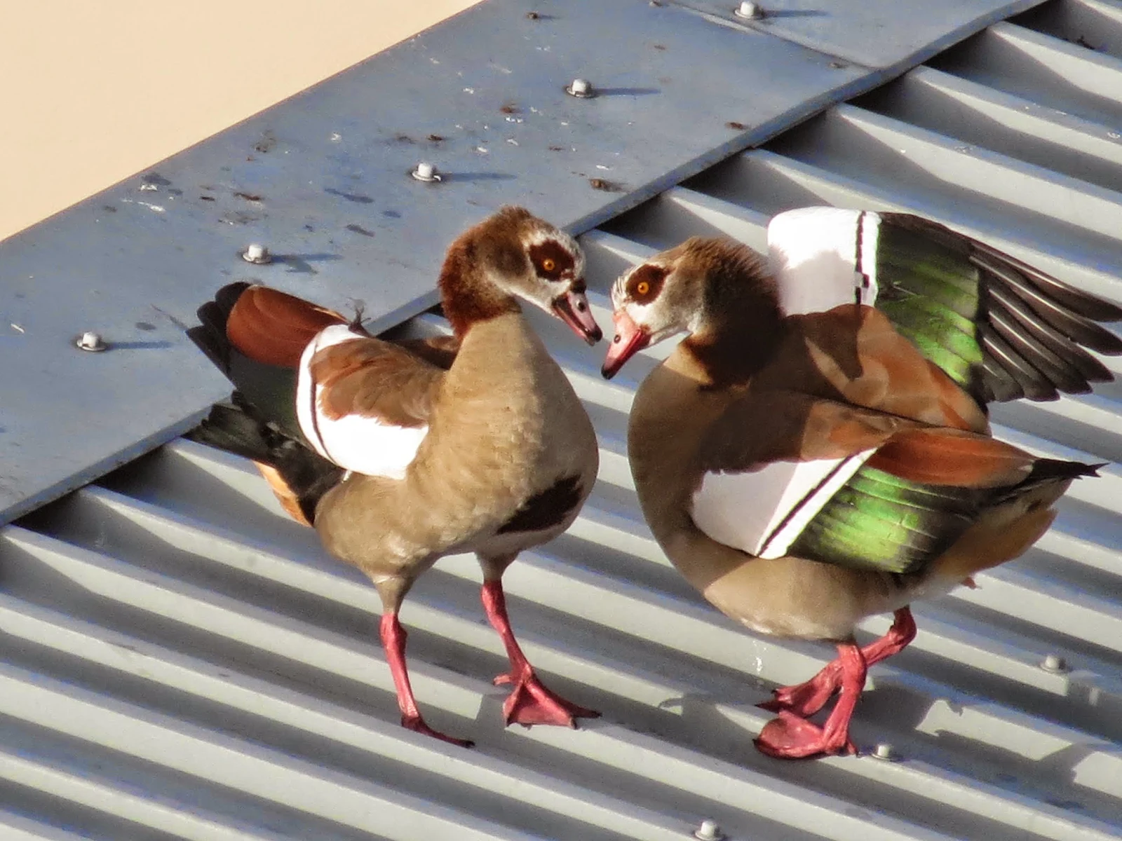 Egyptian Geese: Canon PowerShot SX40 HS Super (Digital) Zoom Demo