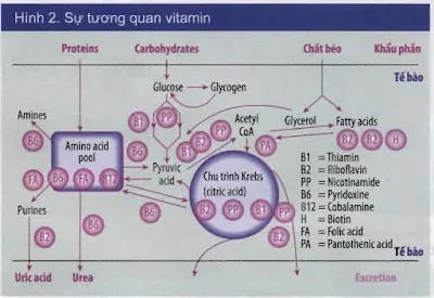 Sự tương quan giữa các loại vitamin.