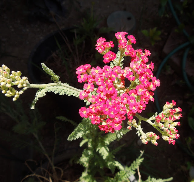 Yarrow is Ideal for Xeriscaping