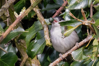 Blackcap DFBridgeman