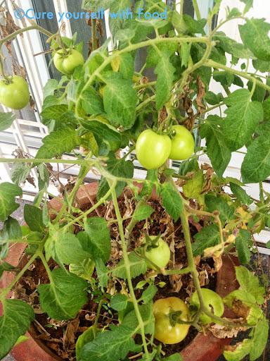 Manasa's Tomato Plant