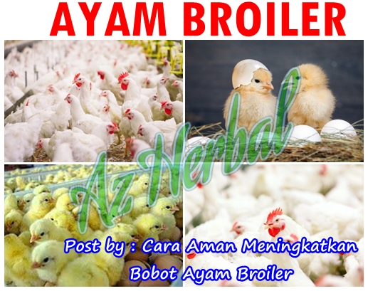 Cara Aman Meningkatkan Bobot Ayam Broiler