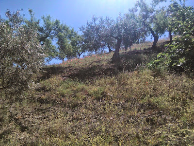 arboles de almendros