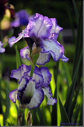 1 IRIS AUTUMN CIRCUS_DSC4585X