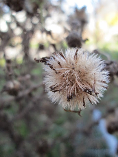 New England Aster fall 2014 near raspberry patch