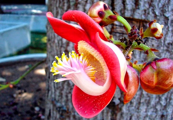 Resultado de imagem para imagens de flores de angola