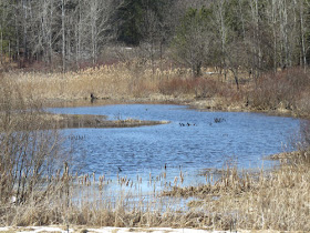 blue water in a small pond with cattails