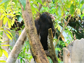  Selva Tropical del Biodôme: Ave