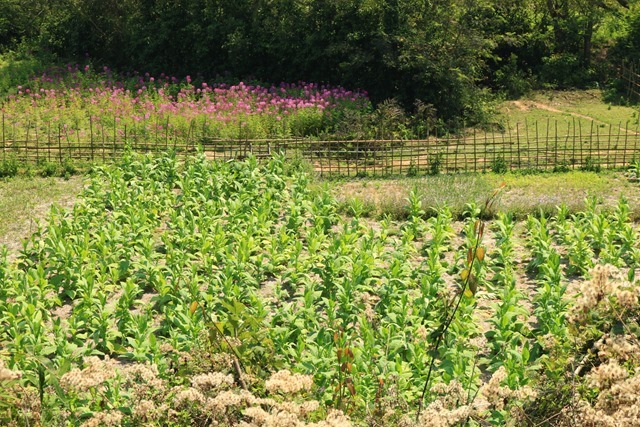 Une plantation de tabac