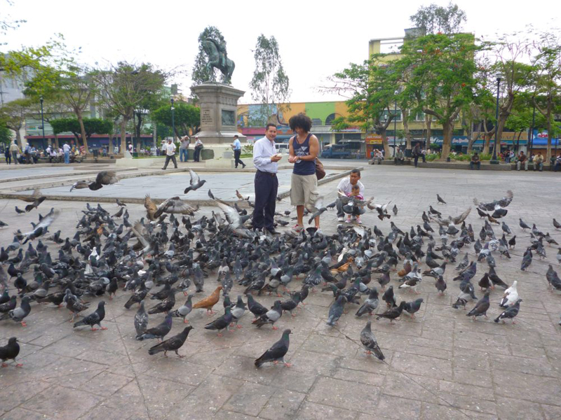 The World Belongs to the Pigeons Now