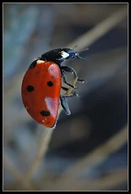 Coccinella septempunctata