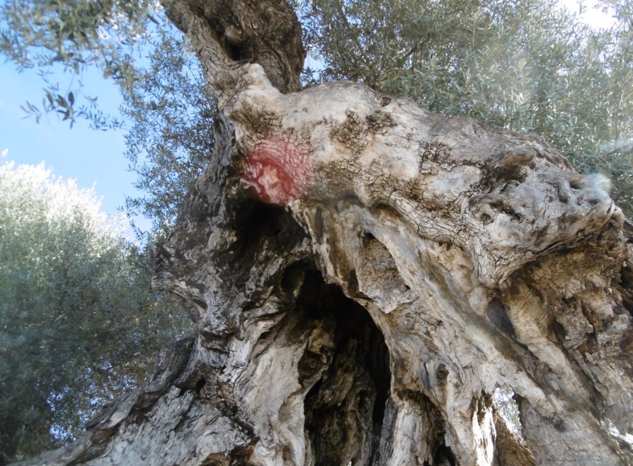 Brancal del Baix Maestrat