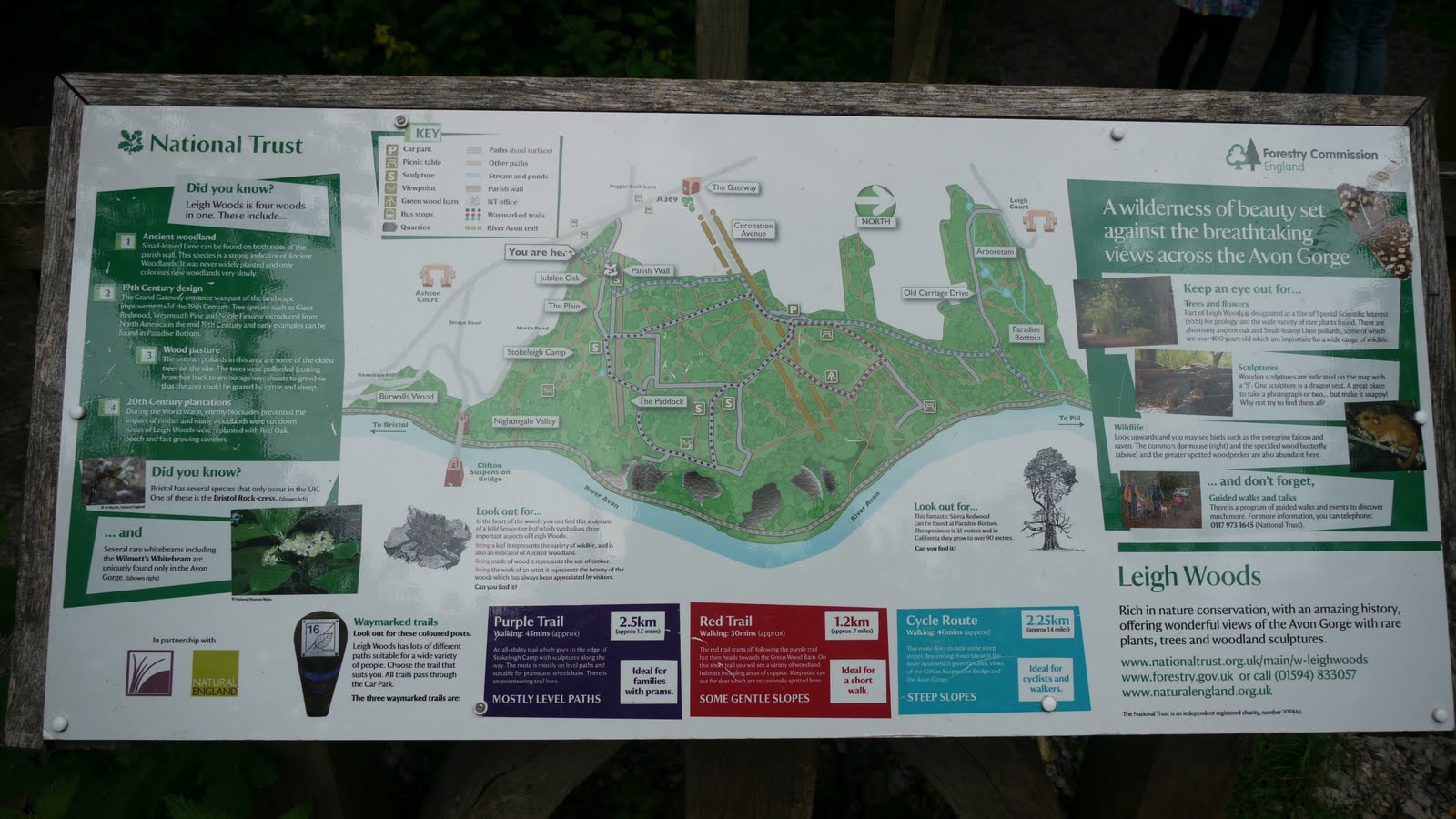 Leigh Woods | Britain Visitor Blog