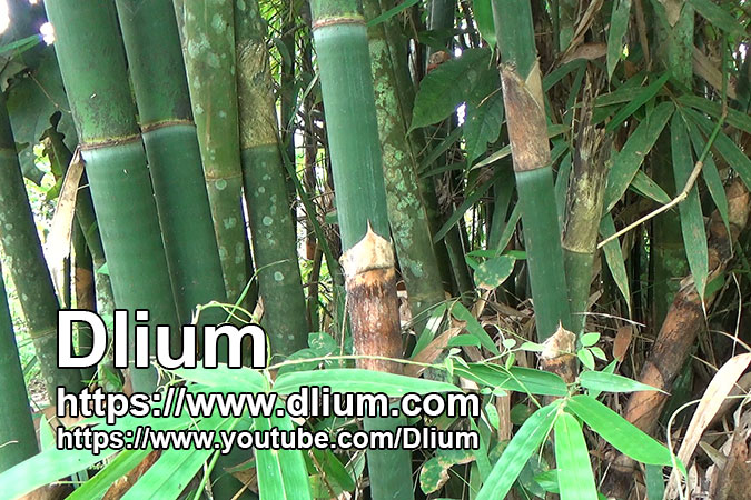 Dlium Sacred Bali bamboo (Schizostachyum brachycladum)