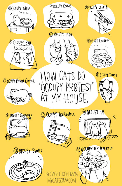 Occupy cats