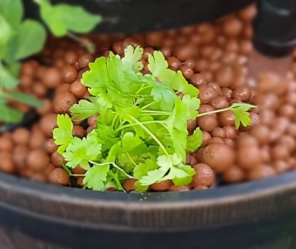 How to grow Italian Parsley in a fish pond
