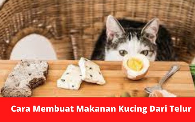 Cara Membuat Makanan Kucing Dari Telur