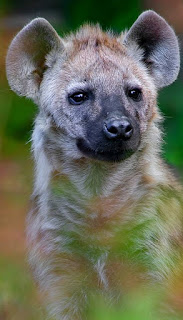 Spotted Hyaena