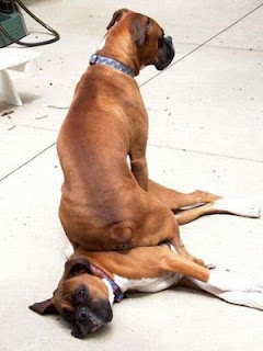 Funny+boxer+dogs+(4)