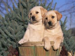 Labrador Retriever Breed Information and Facts.