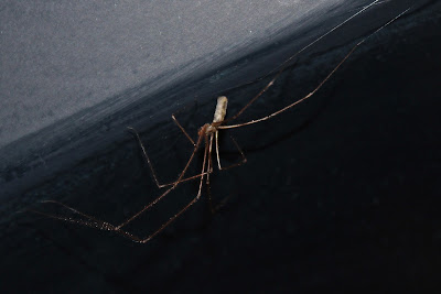 Grote Trilspin - - Pholcus phalangioides