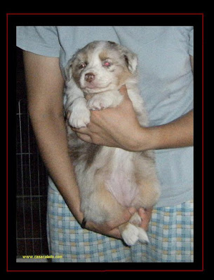 australian shepherd puppies