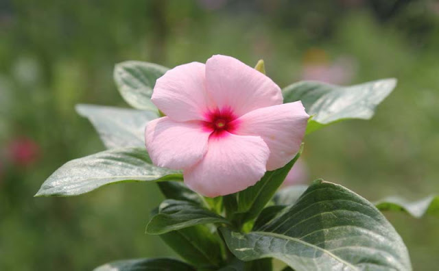 Vinca Flowers Pictures