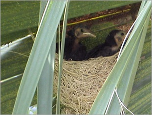 cowbirds