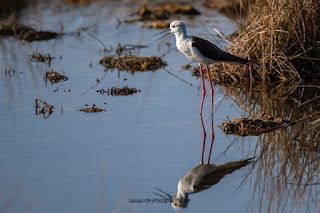 Wildlifefotografie Neretva Delta Stelzenläufer Olaf Kerber