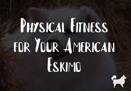 Physical Fitness for Your American Eskimo